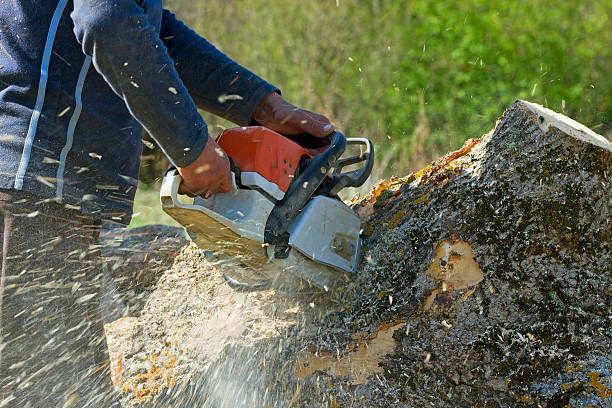 Best Arborist Consultation Services  in Clementon, NJ